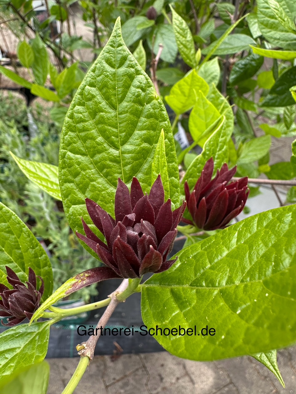 Calycanthus floridus - Duft, Echter Gewürzstrauch, Nelkenpfeffer (i.4lT.)