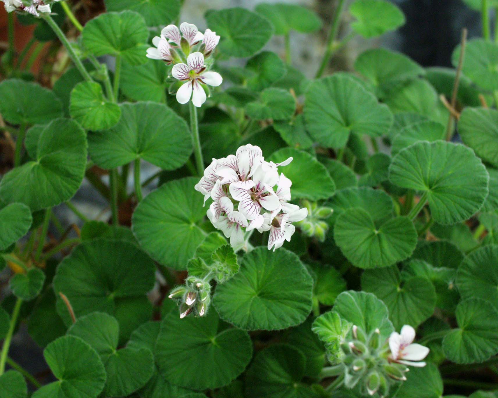 Pelargonium australe (I.10cmT.)