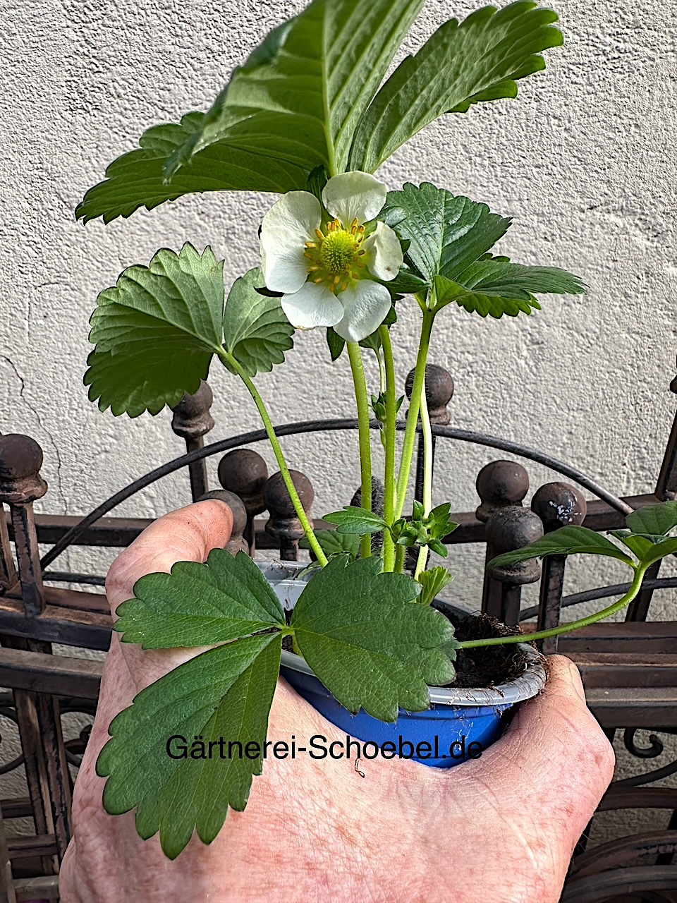 Fragaria  x anan "Elan" Immertragend Erdbeere (i.13cmT.)