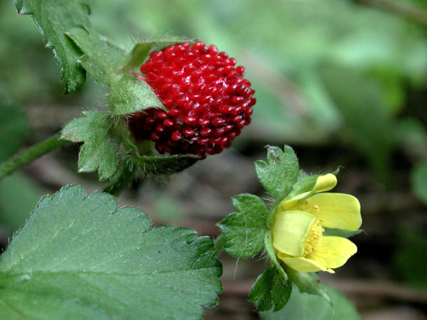 Duchesna indica  (i.9cmT.), Trugerdbeere