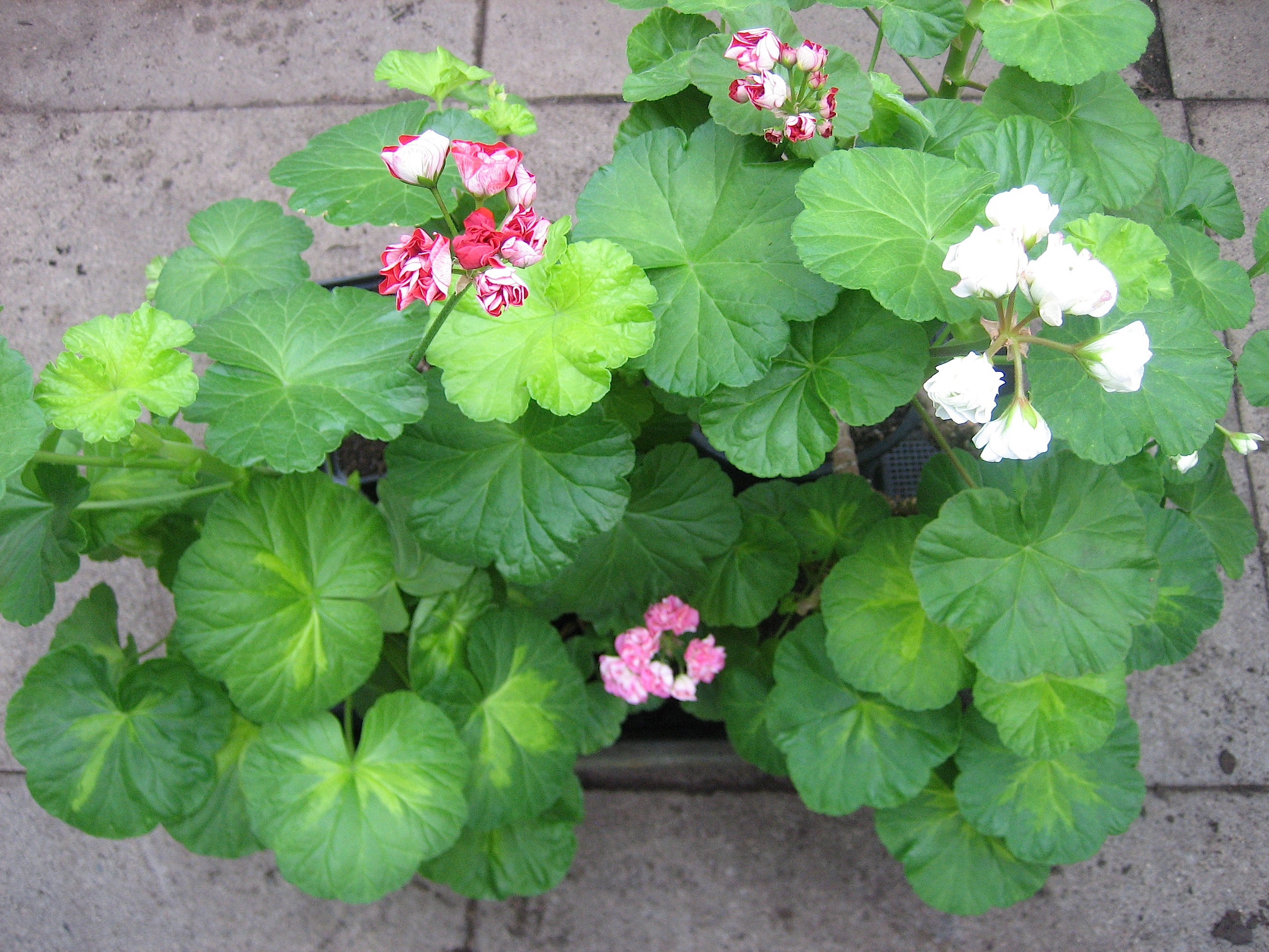 Pelargonien 6 Pack Rosenknospige (i.10cmT.)