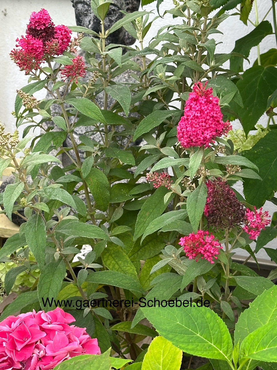 Buddleia davidii „Butterfly Candy® Little Ruby“ (i. 5l T.), Schmetterlingsstrauch