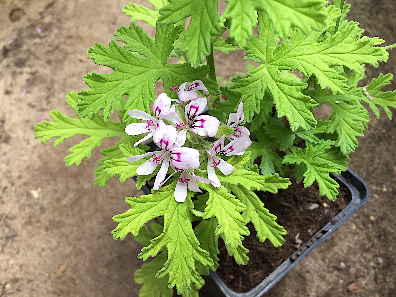 Pelargonium graveolens ´Prinzess Ann`(I.10cmT.)