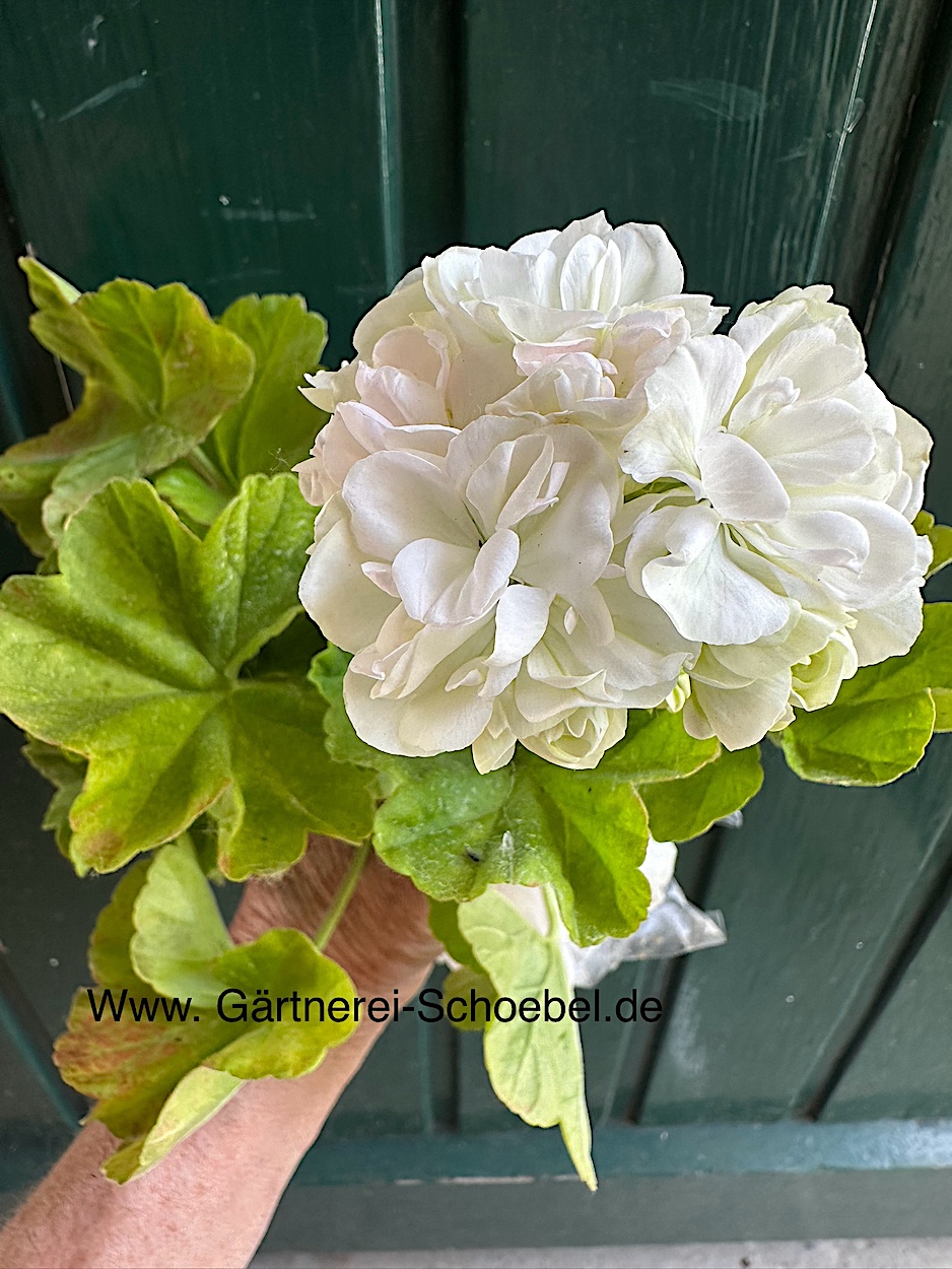 Pelargonium rosenknospig Rosebud „Weiss“ (i.9cmT.)