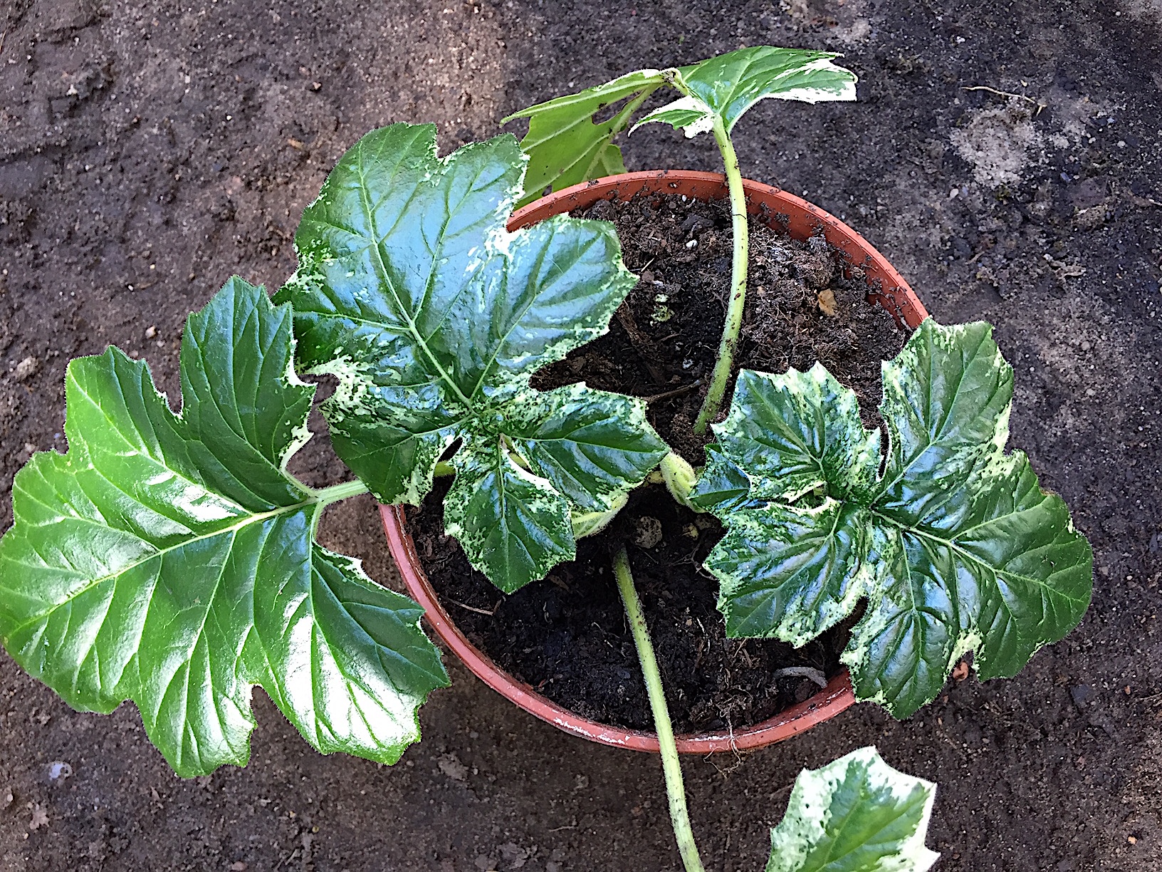 Acanthus mollis „Tasmanian Angel“ ®(i.12cmT.),Bärenklau, Bärentatze