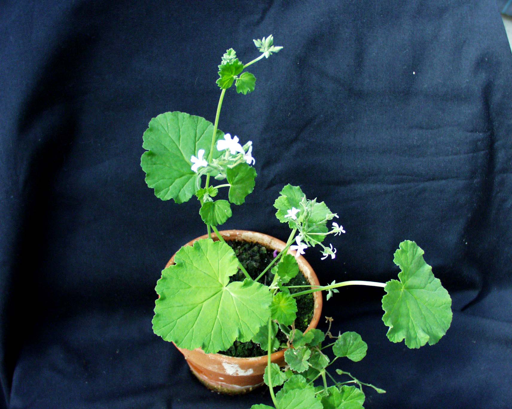 Pelargonium  ´Appelmint`(I.10cmT.)