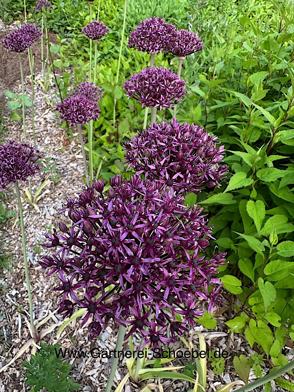 Allium aflat. „„Purple Sensation“(1 pro 10cmT)