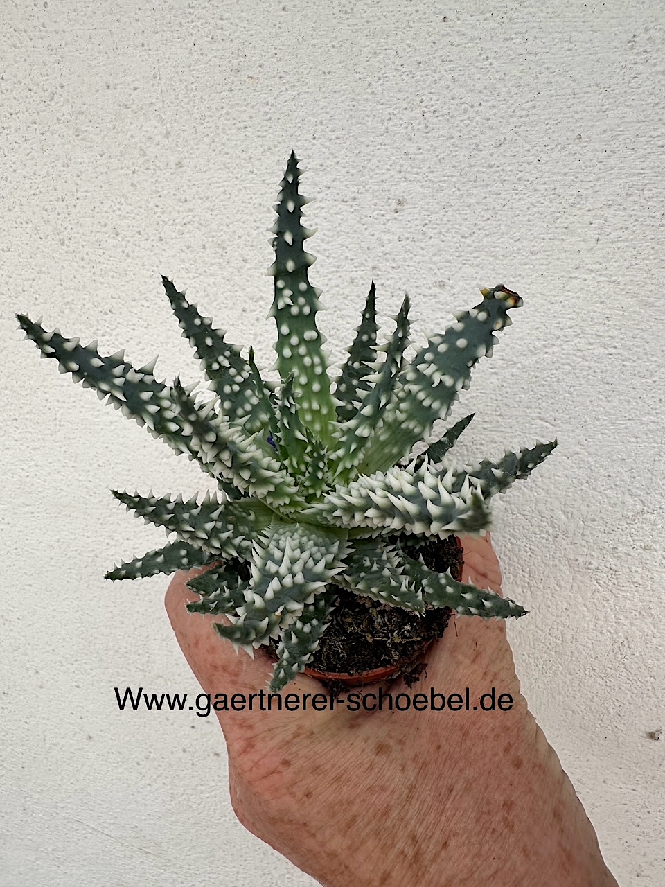 Aloe humilis „Shark“(i.10,5cmT.)- Hai-