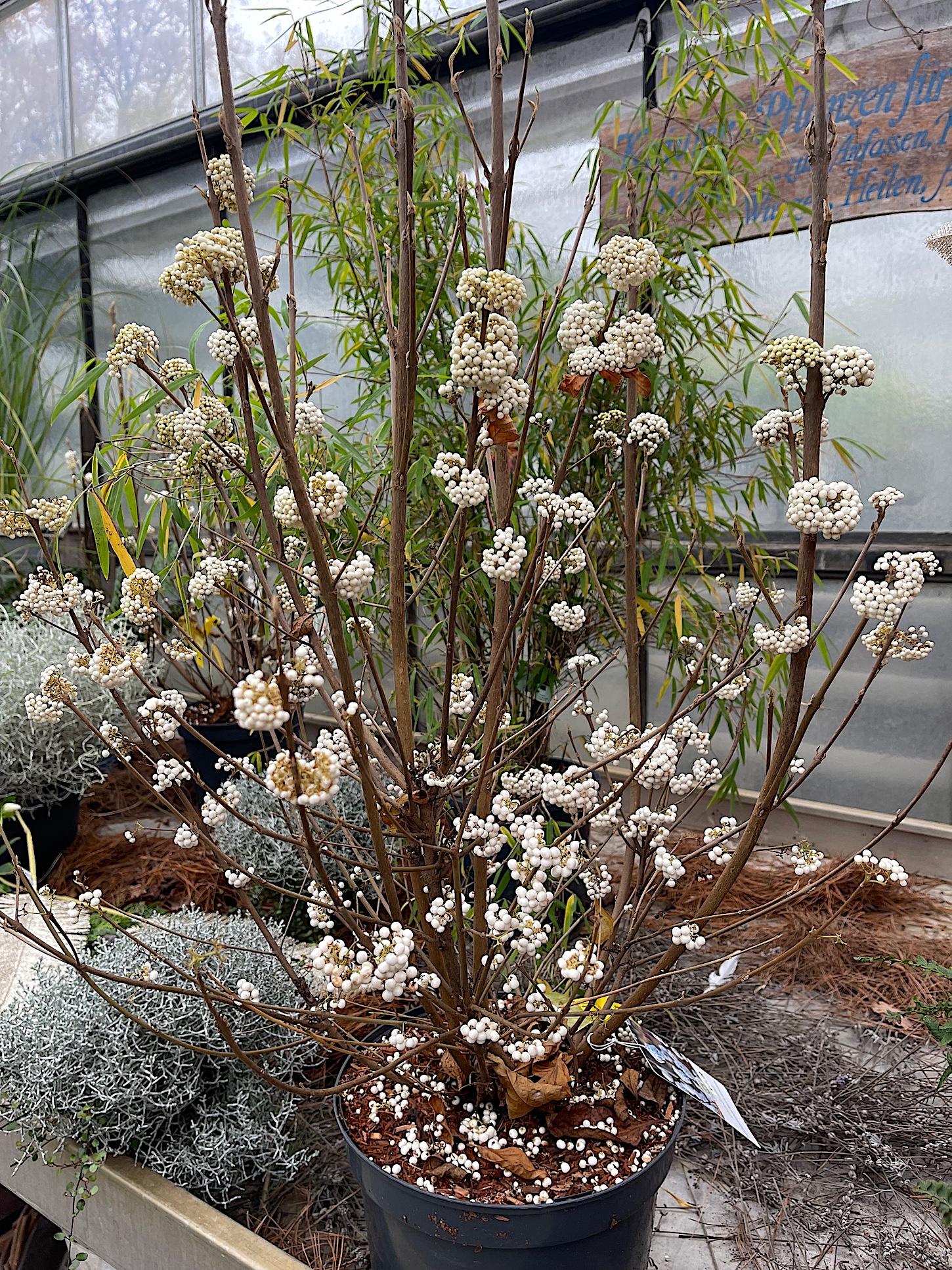 Callicarpa bodinieri „Magical Snow Queen“ (i. 7,5lT.) ca 80cm, Schönfrucht, Liebesperlen