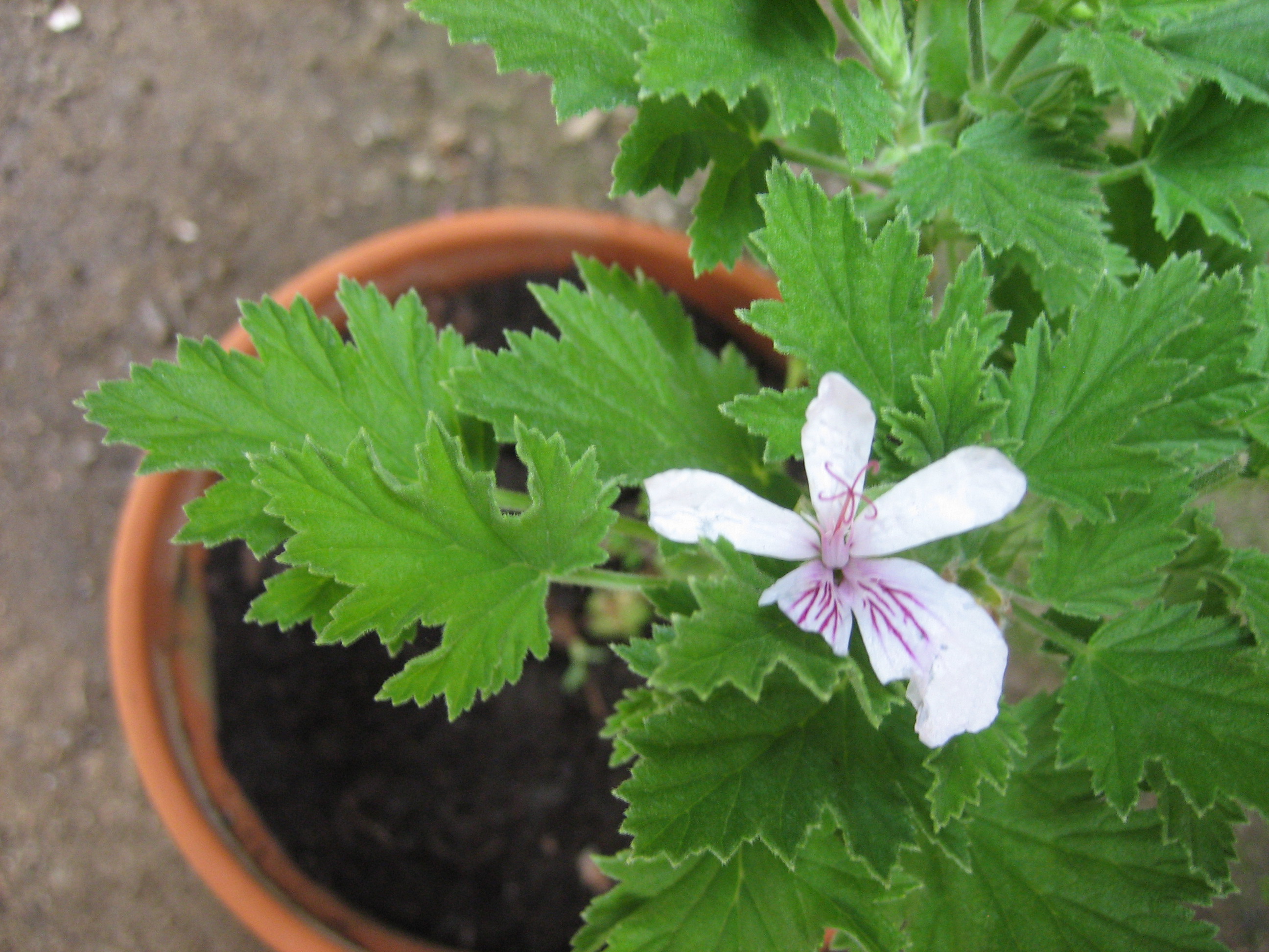 Pelargonium  ´Frensham`(i.10cmT.)