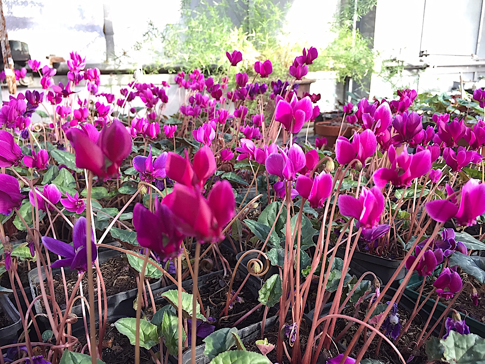 Cyclamen  hederifolium ´dunkelste rote Art`(i.9cmT.)