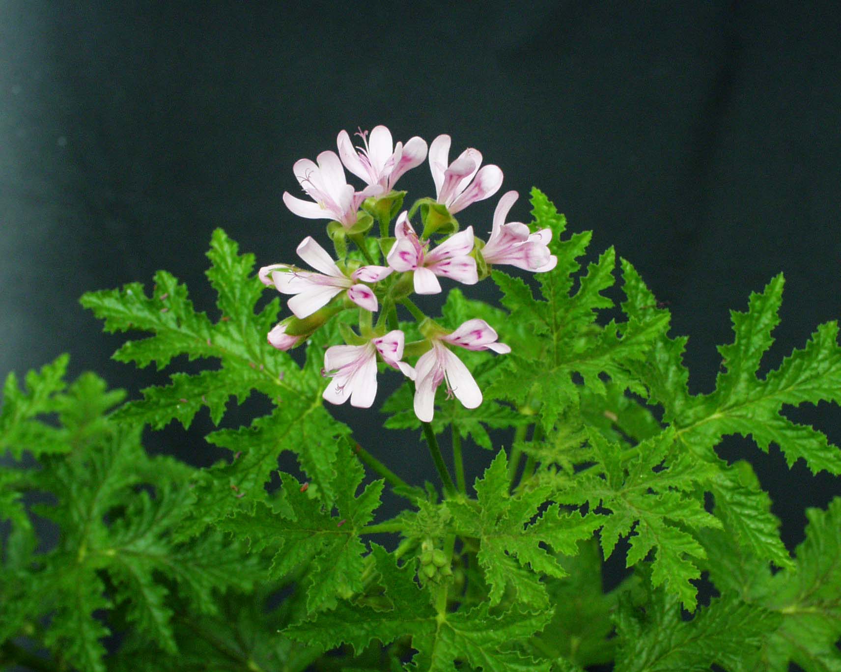 Pelargonium viscosissimum (I.10cmT.)