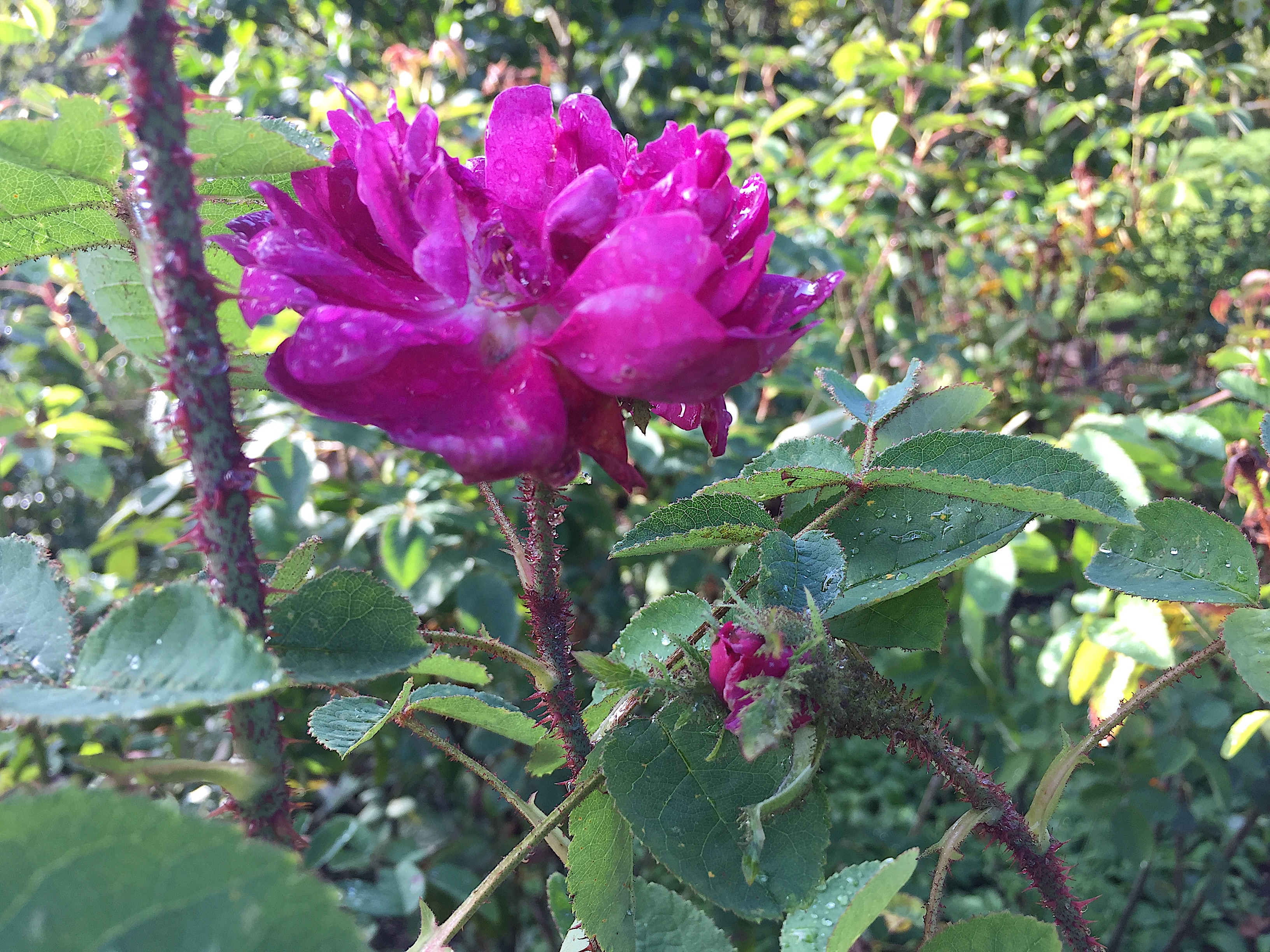 Rosa  centifolia muscosa (i.7 l Topf), Moosrose