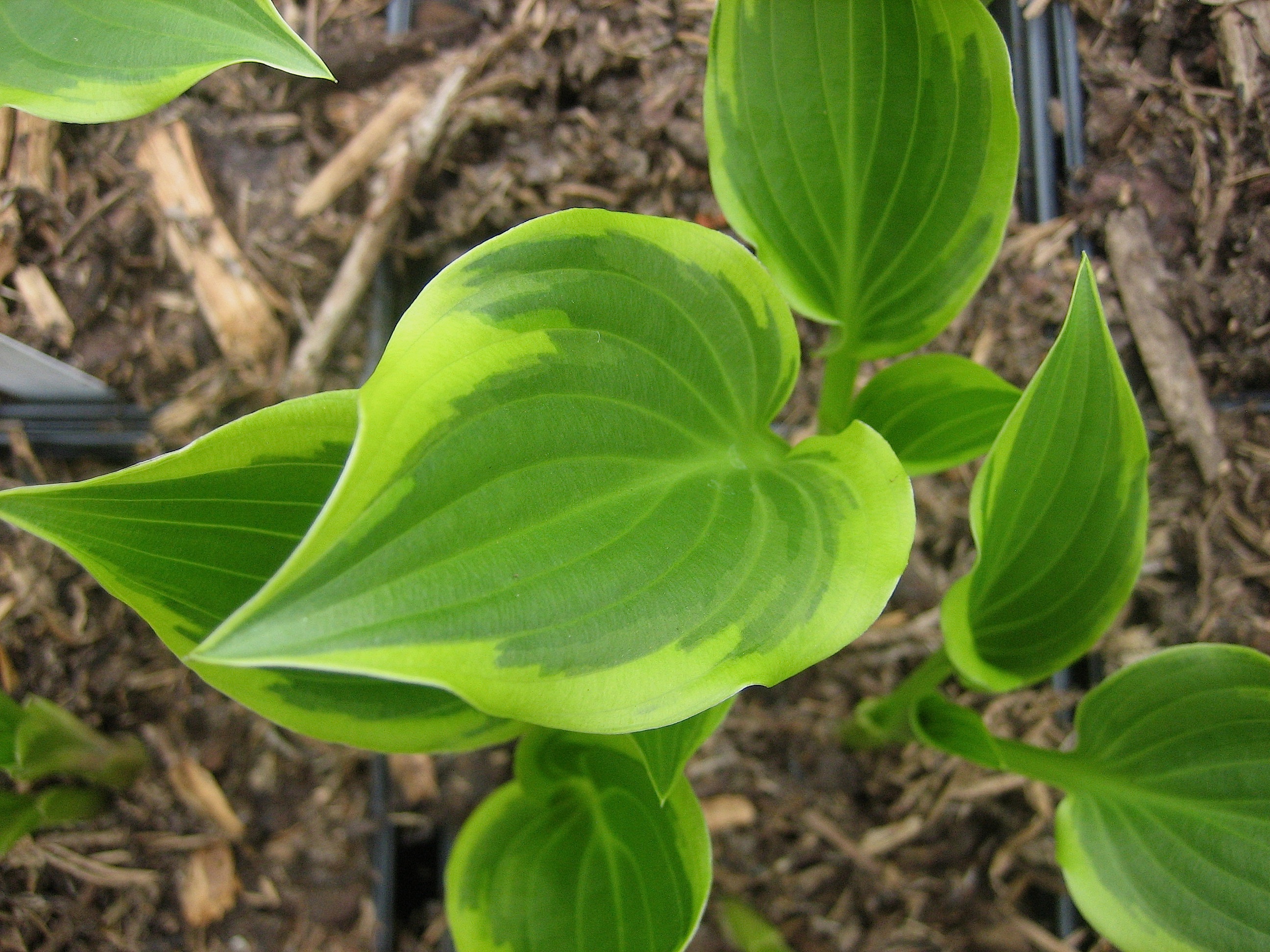 Hosta  "Tea at Bettys" (i.11cmT.) Funkie - Duft