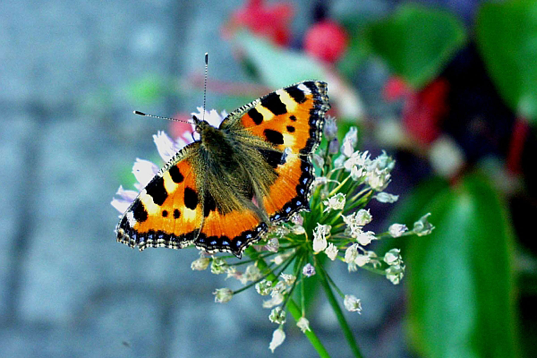Allium angulosum ( i.9cm T.), Kantenlauch