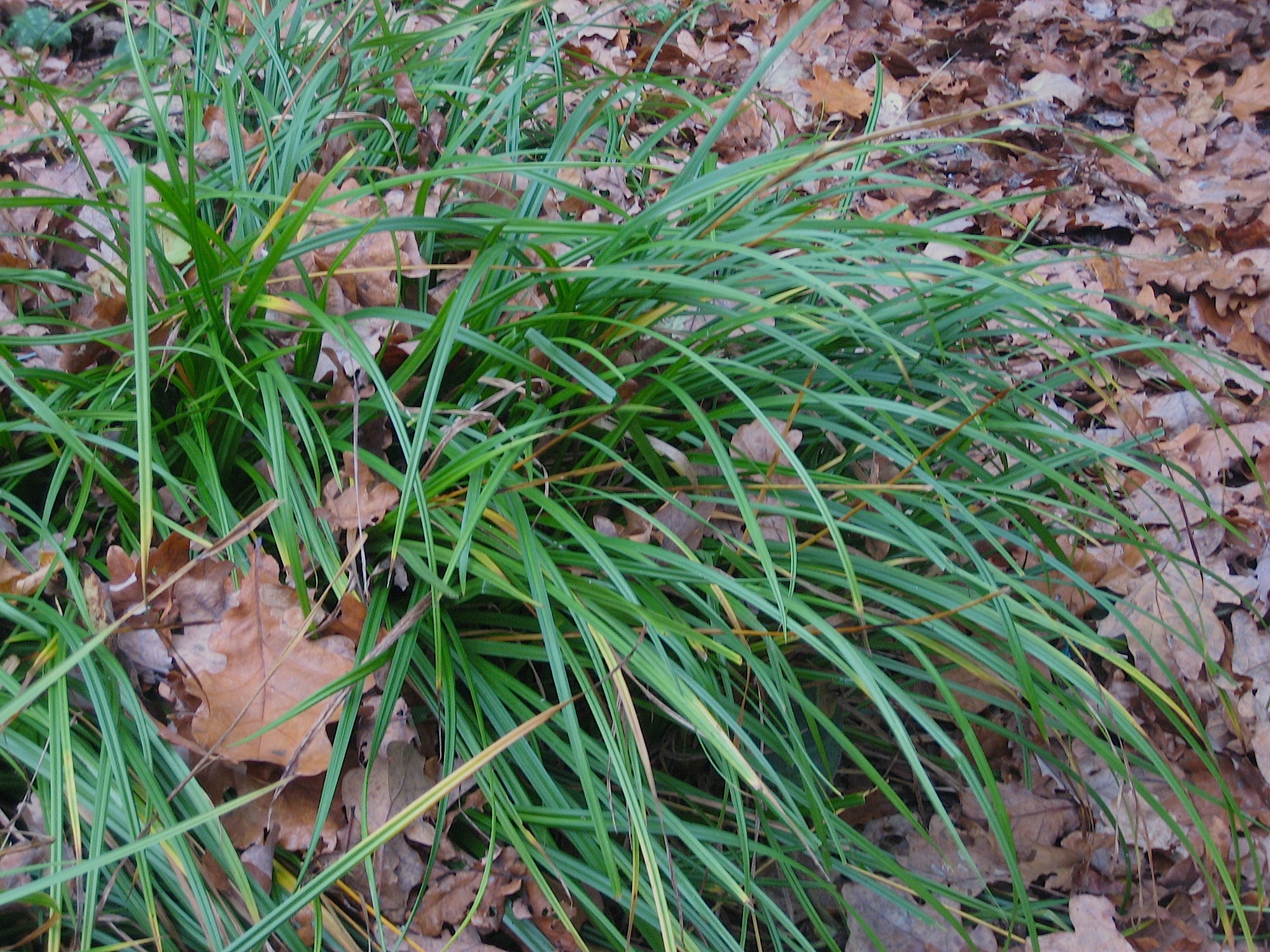 Carex pendula Riesen Wald Segge (i.16cmT.)