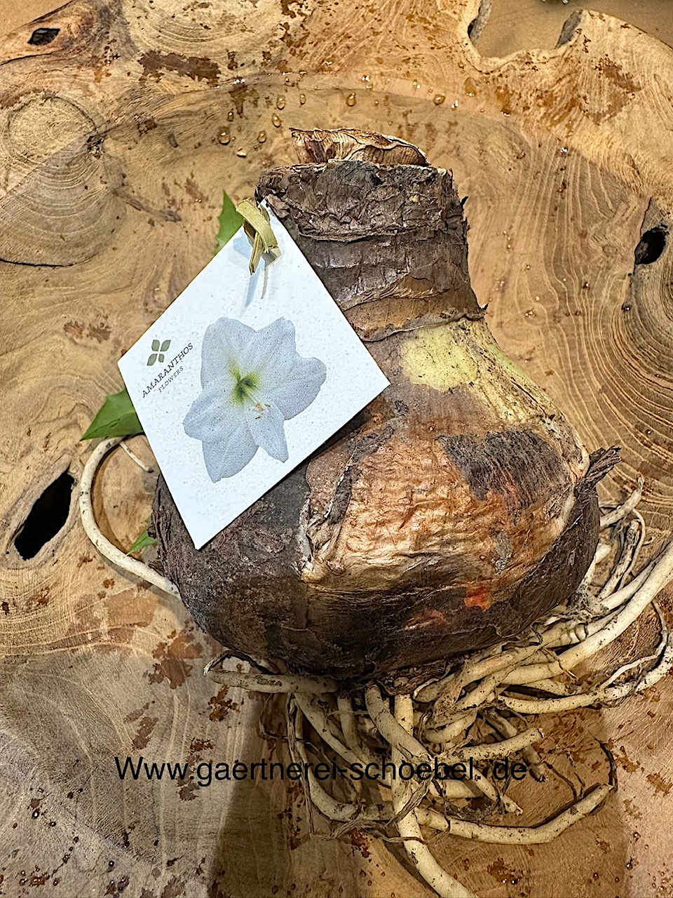 Amaryllis- Hippeastrum (Durchmesser Zwiebel ca 10-11cm) Ritterstern, weiss