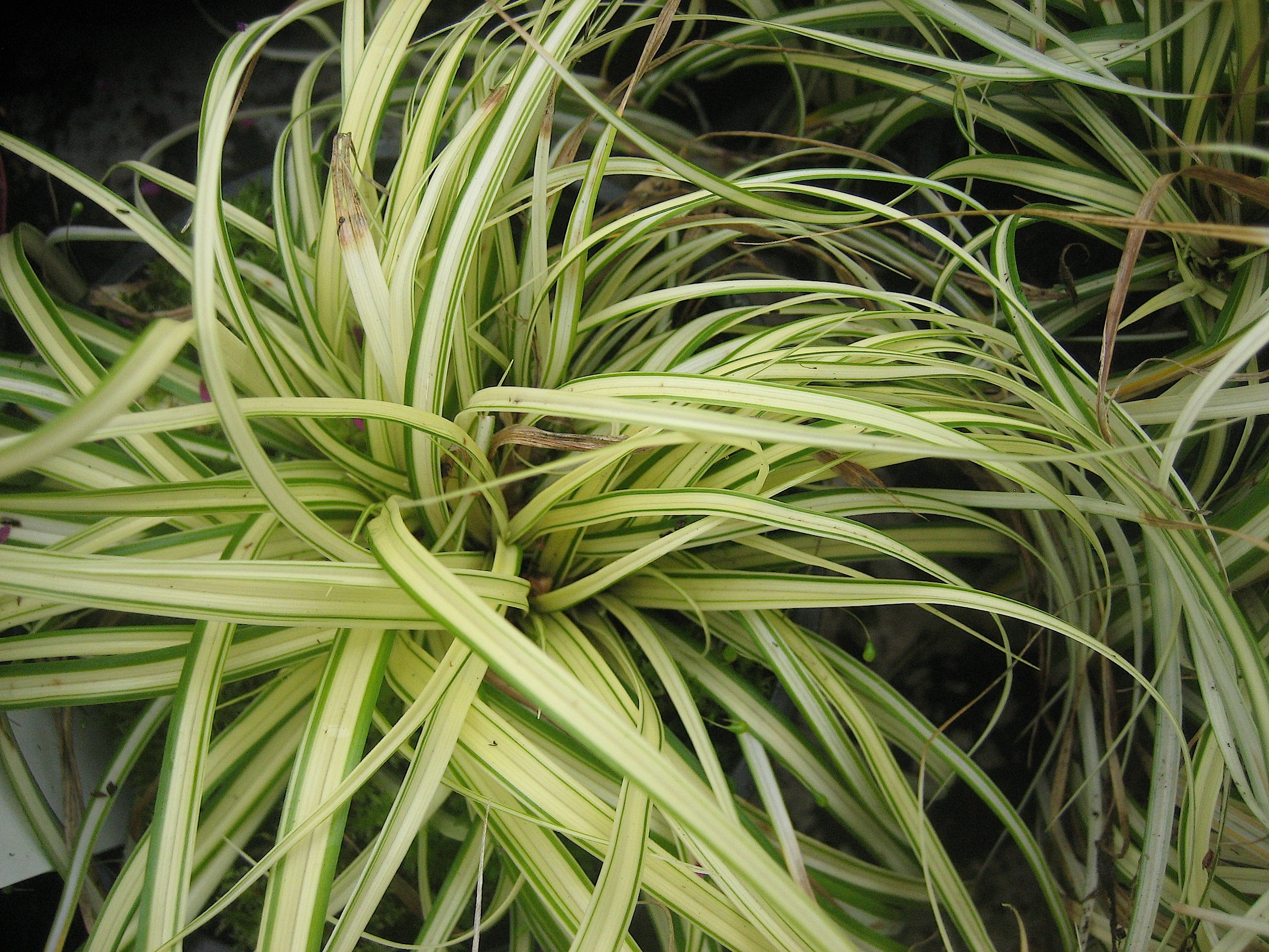 Carex oshimensis "Evergold"(i.8cmT.) Teppich Japan Segge