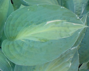 Hosta  "Kiwi Full Monty" (i.11cmT.) Funkie