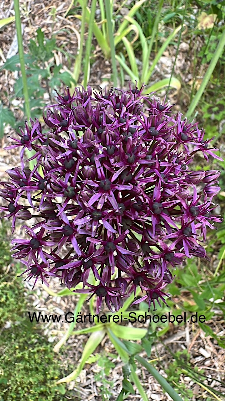 Allium aflat. „„Purple Sensation“(1 pro 10cmT)