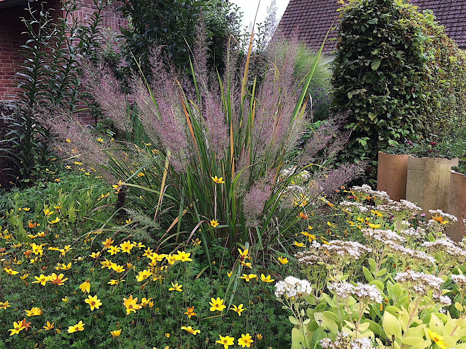 Calamagrostis arun.var. brachytricha (i.14-15 cmT.), Diamant - Reitgras