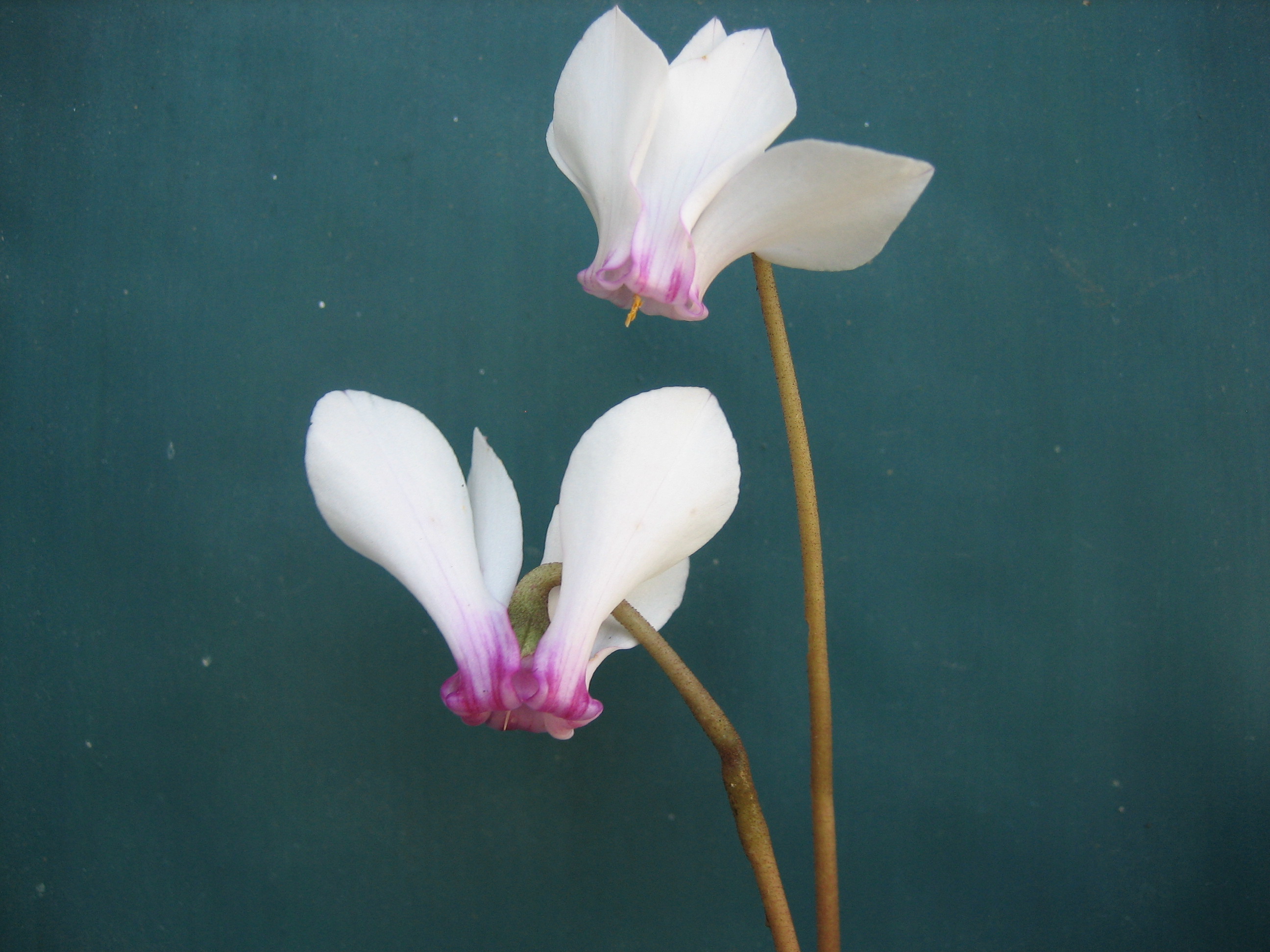 Cyclamen  hederifolium  "Album mit magenta Krone" (i.9cmT.)