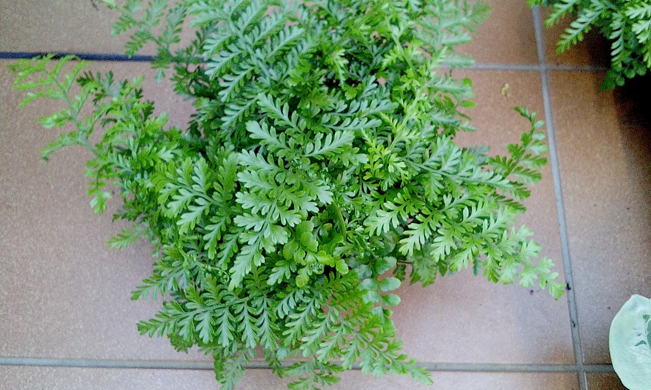 Asplenium difforme x dimophum parvati "Austral Gem"(i.13cmT.) Australischer Gem Vogel Nestfarn