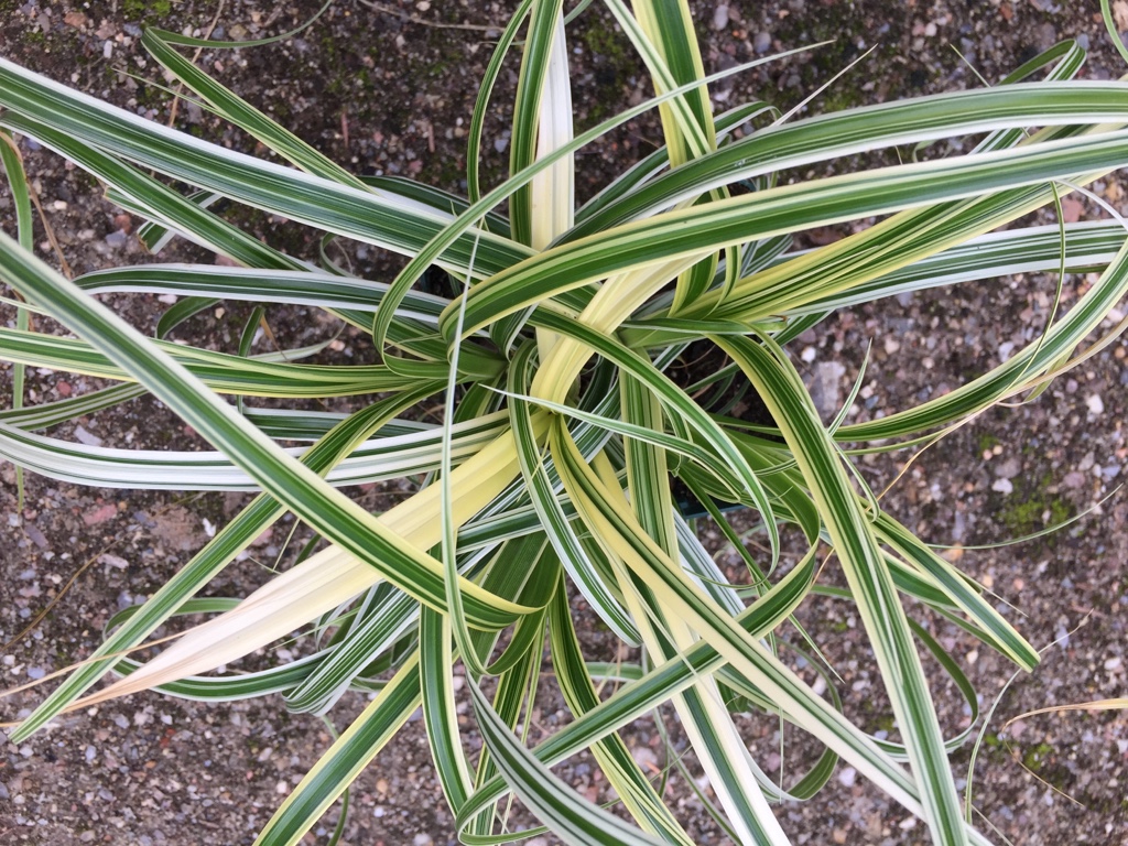 Carex x cultorum „Feather Falls“ (i.11cmT.)