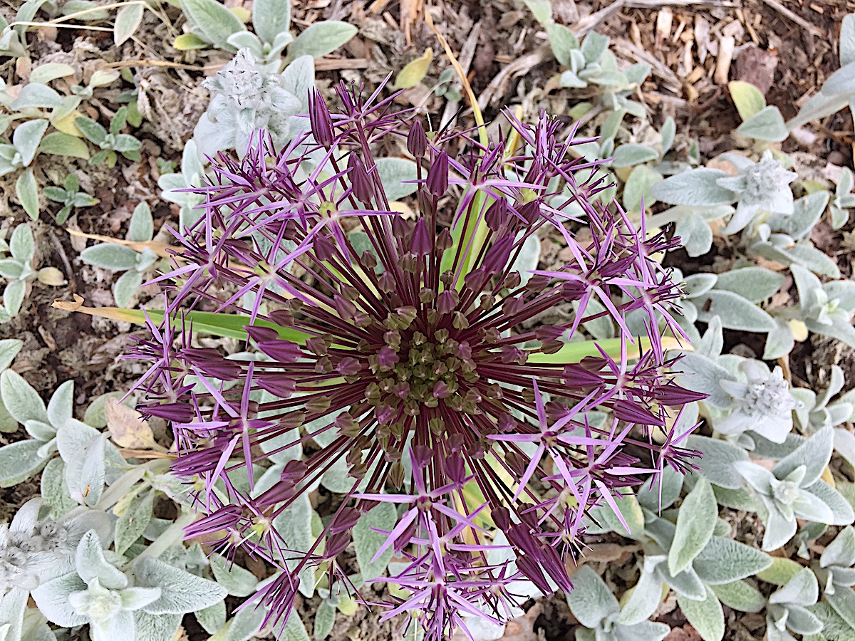 Allium christophii (4 i. Pack)