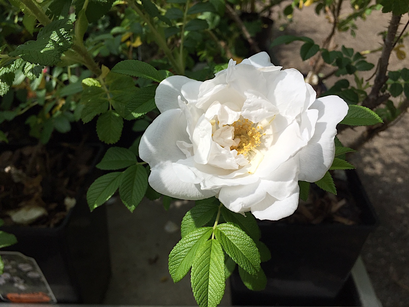 Rosa rugosa „Alba“ (i.5 literT.)