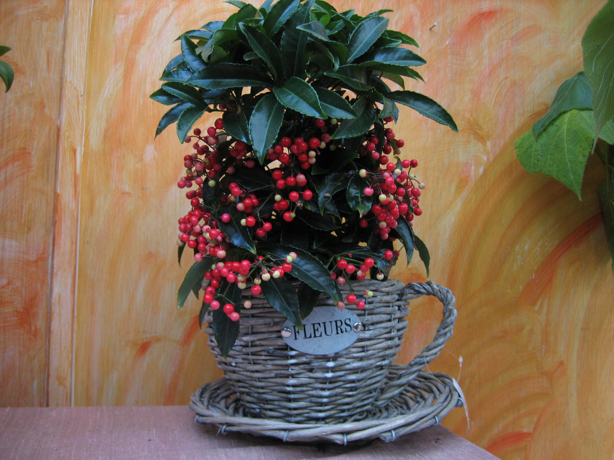 Ardisia crenata (i.14cmT.ohne Korbtasse)  Spitzblume