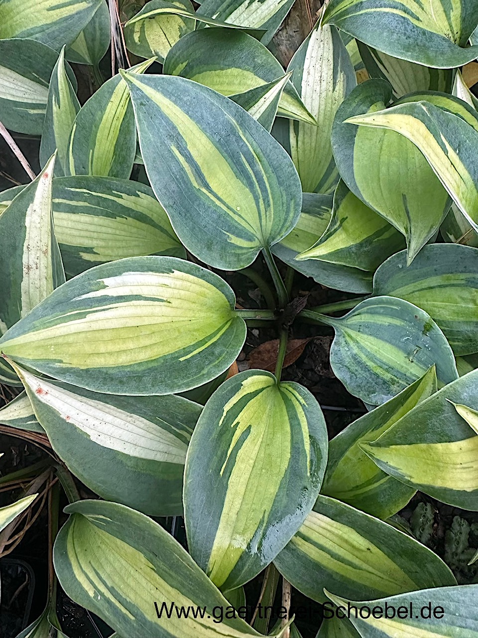Hosta   "June" ®(i.9cmT.) Gelblaub Funkie