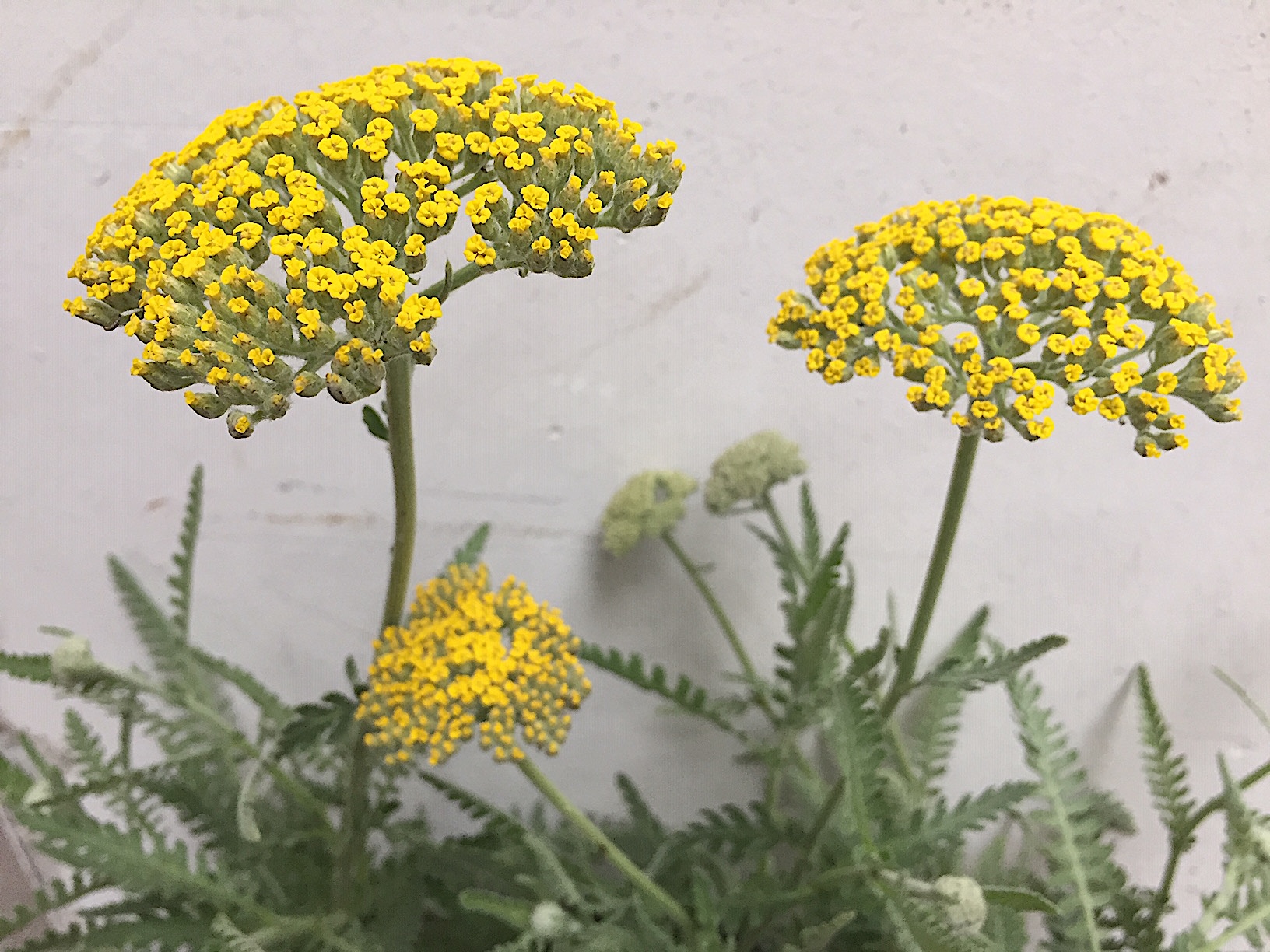 Achillea filipendulina „Coronation Gold“ (i.11cmT.)