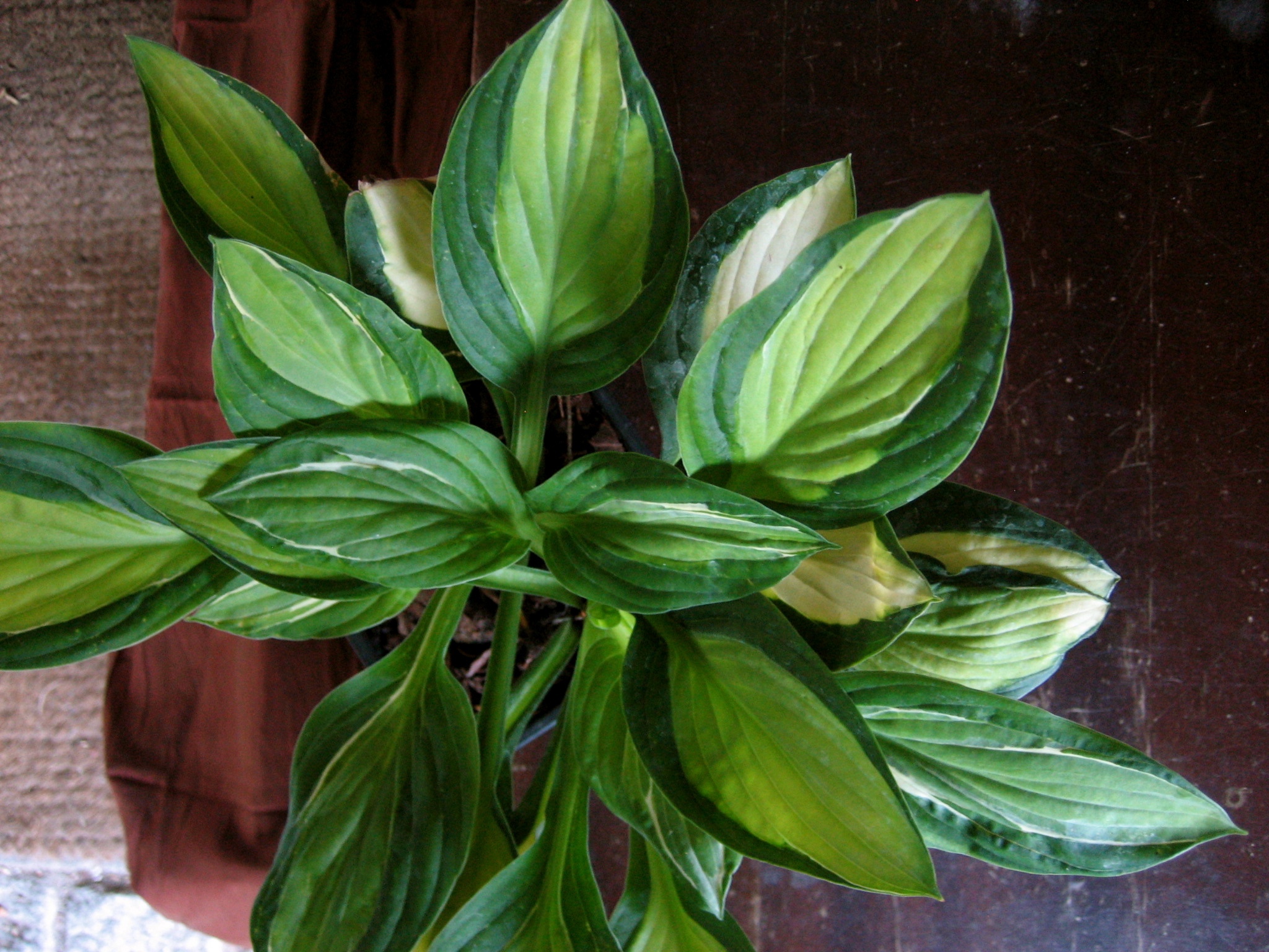 Hosta  "Gypsy Rose" (i.9cmT.) Funkie