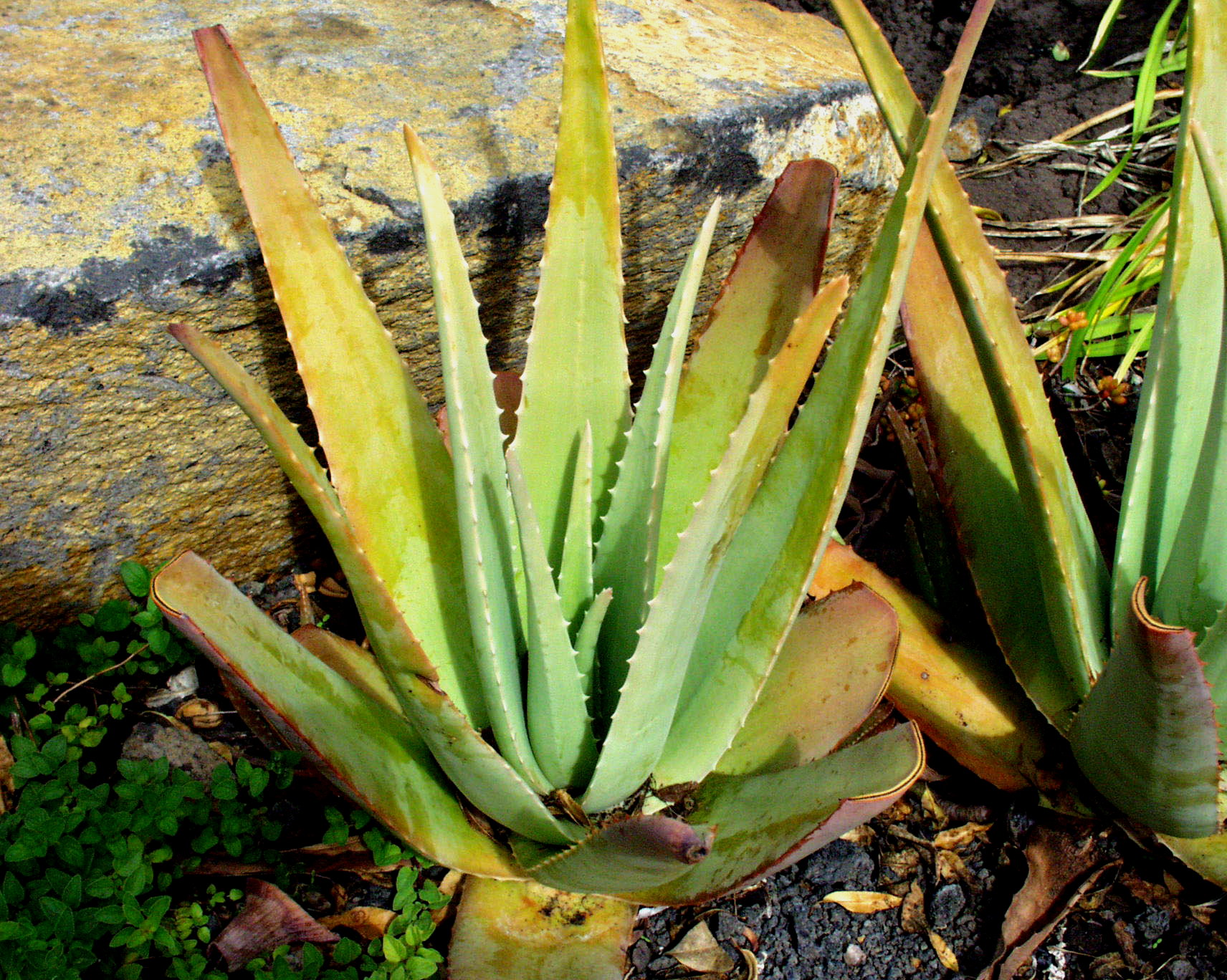 Aloe vera syn. bardadensis (i.12cmT.)