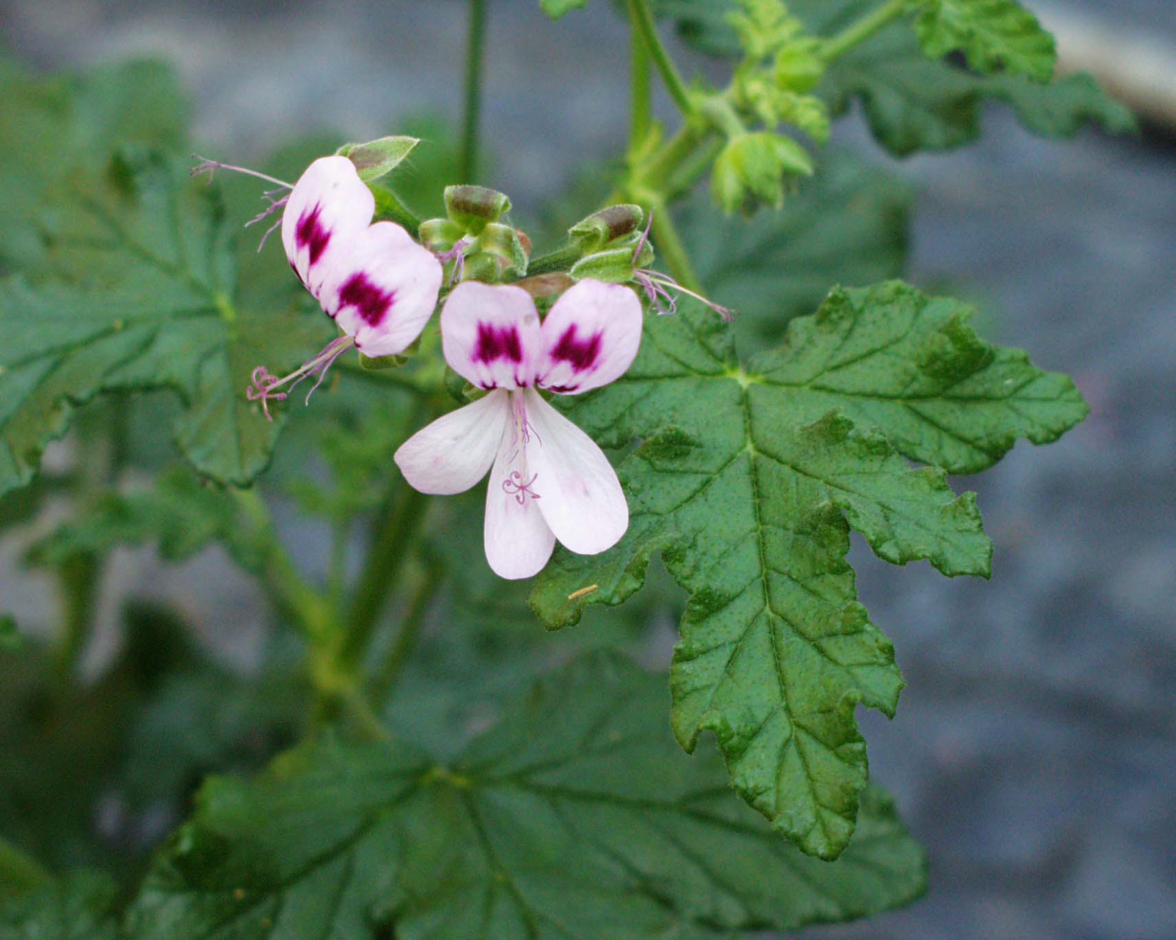 Pelargonium  ´Pretty Poly`(I.10cmT.)