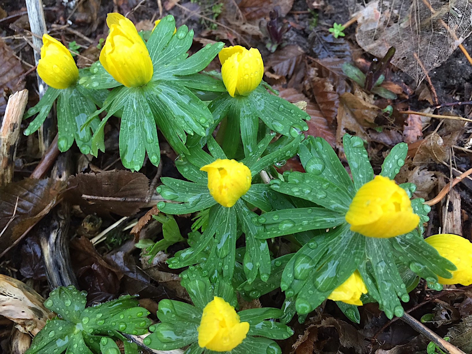 Eranthis hyemalis (i.9cmT.) Winterlinge
