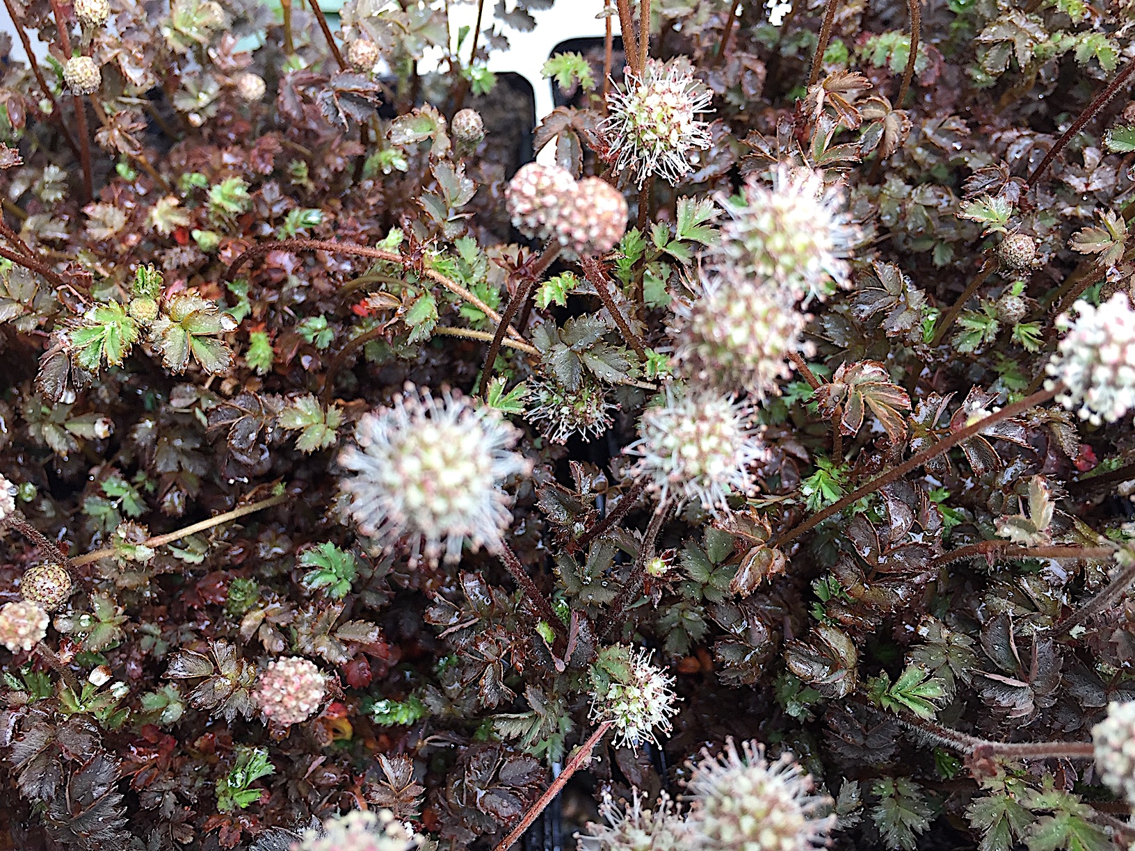 Acaena microphylla ´Kupferteppich`(i.10cmT.) Stachelnüßchen aus Neuseel.