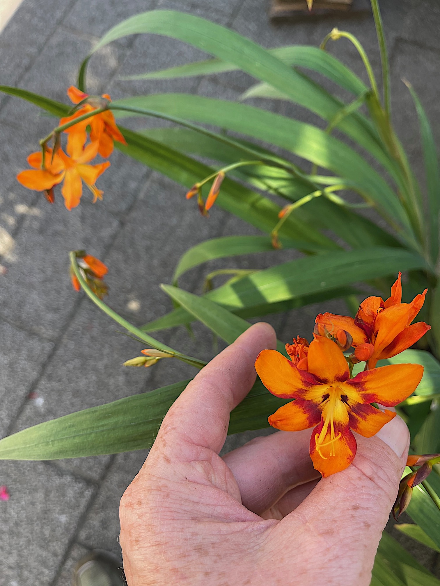 Crocosmia x crocosmiiflora, Montbretien „Emily Mc Kenzie “orange m. Auge (i.19 cmT.)