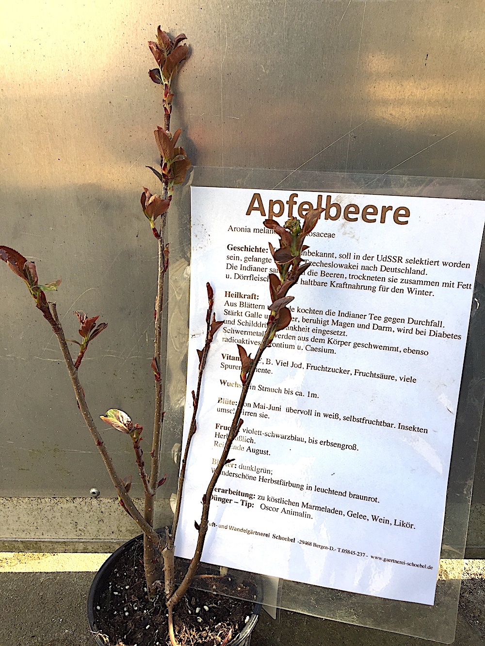 Aronia melanocarpa „Nero“ (i.3-4lT.), Apfelbeere