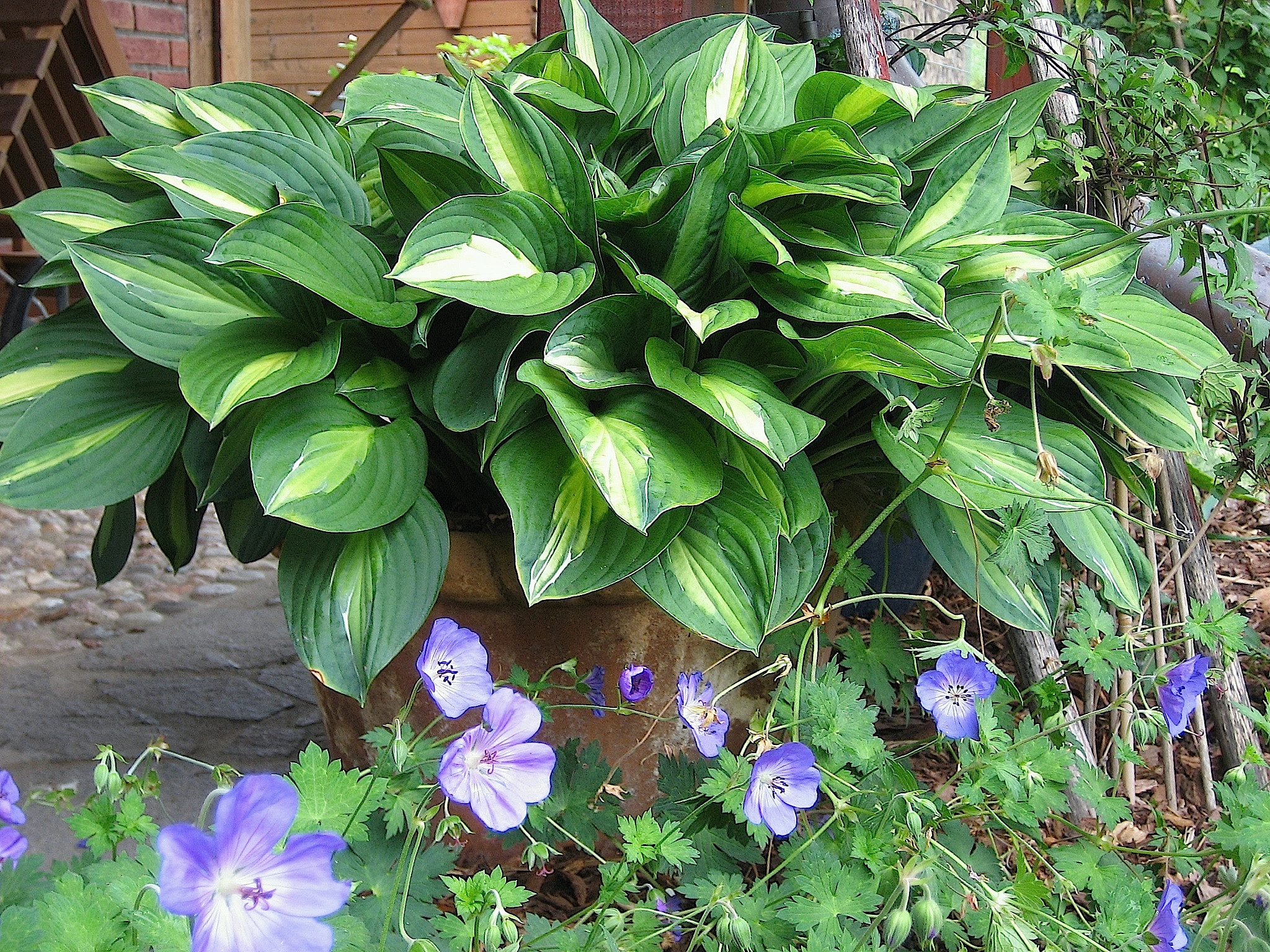 Hosta  "Striptease" (11cm T.) Funkie