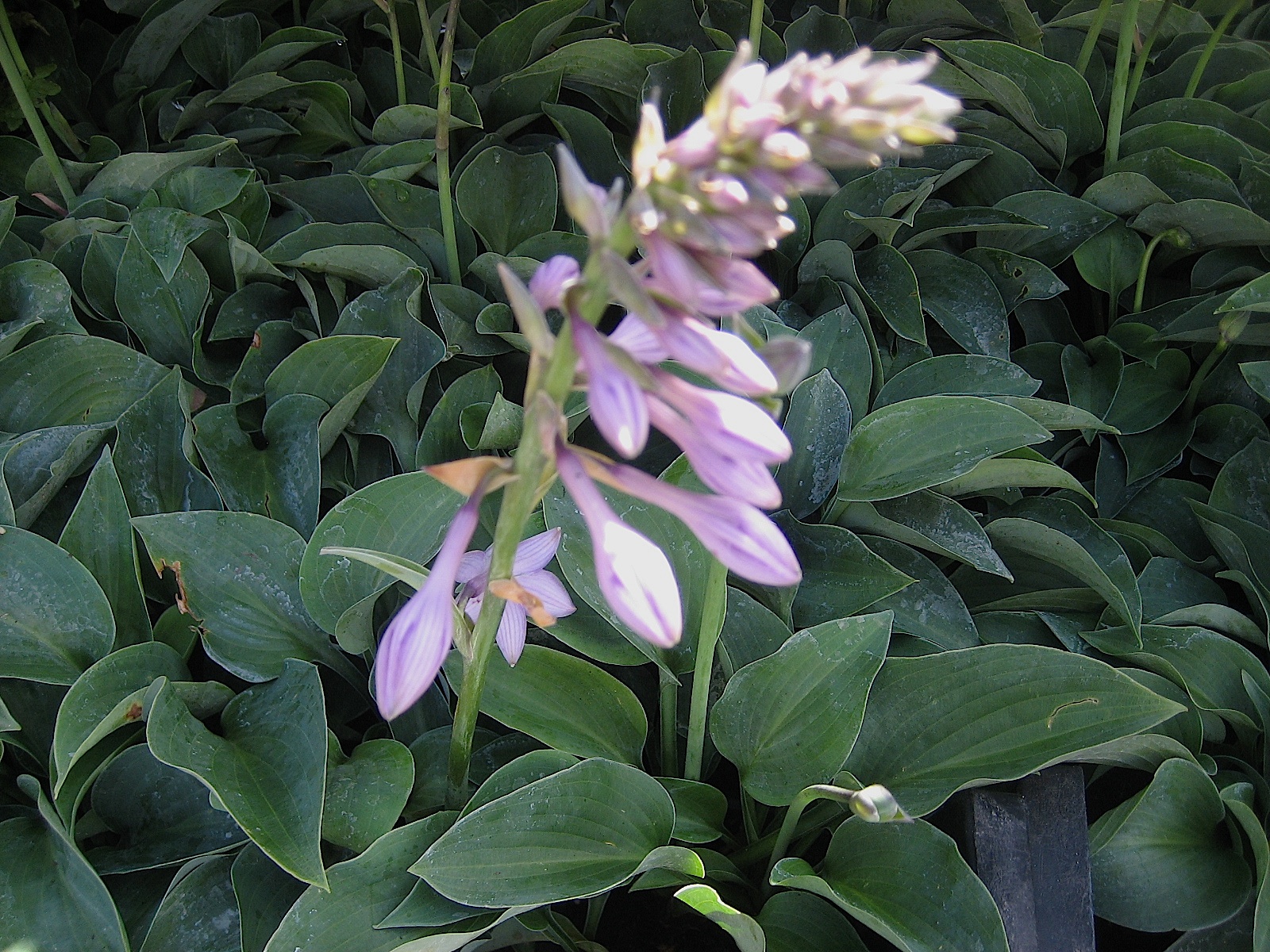 Hosta  "Blue Cadet" (i.9 cmT.) Funkie - Zwerg