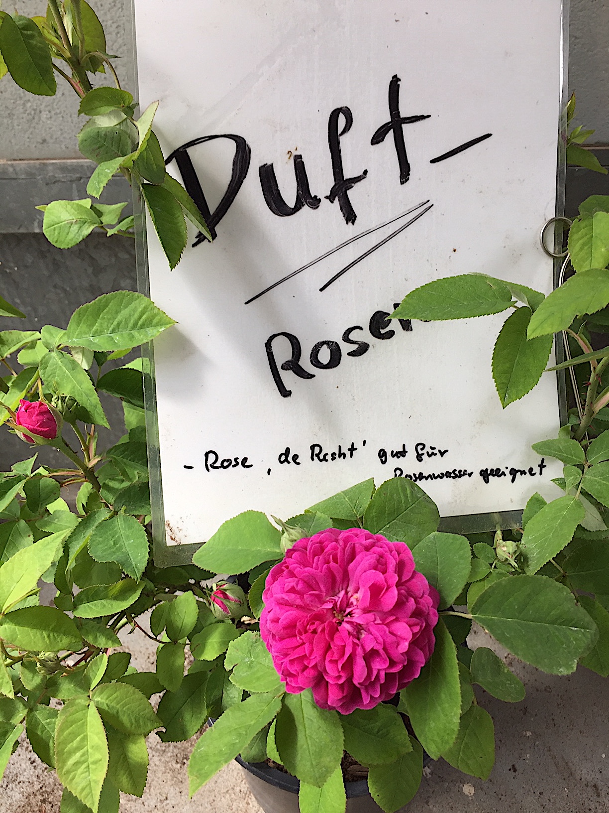 Rose de Resht (i.ca4 l Topf), essbare Duft - Rose