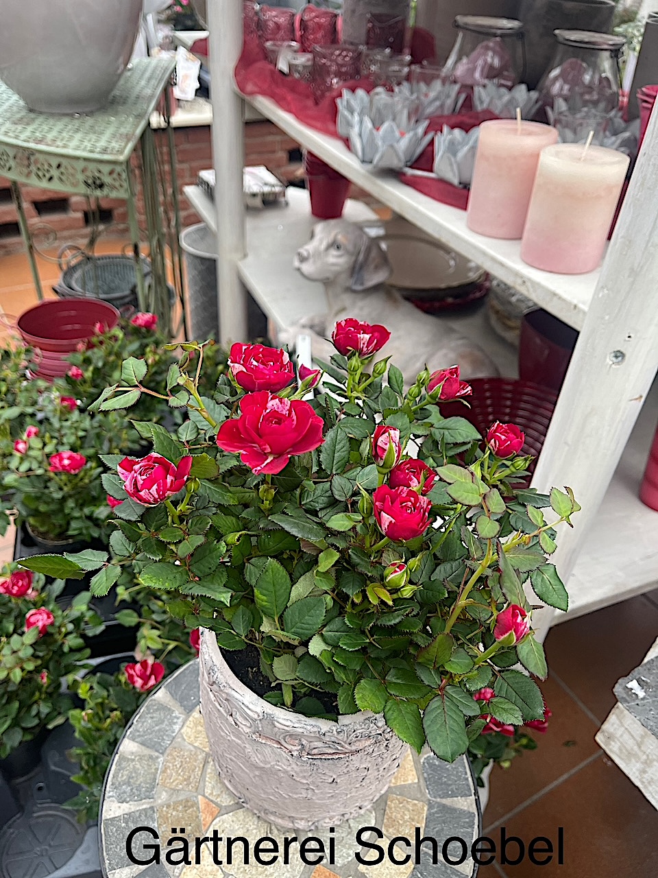 Rosa „Gigi Parade®“ (i.11cmT.), Zwerg Rose