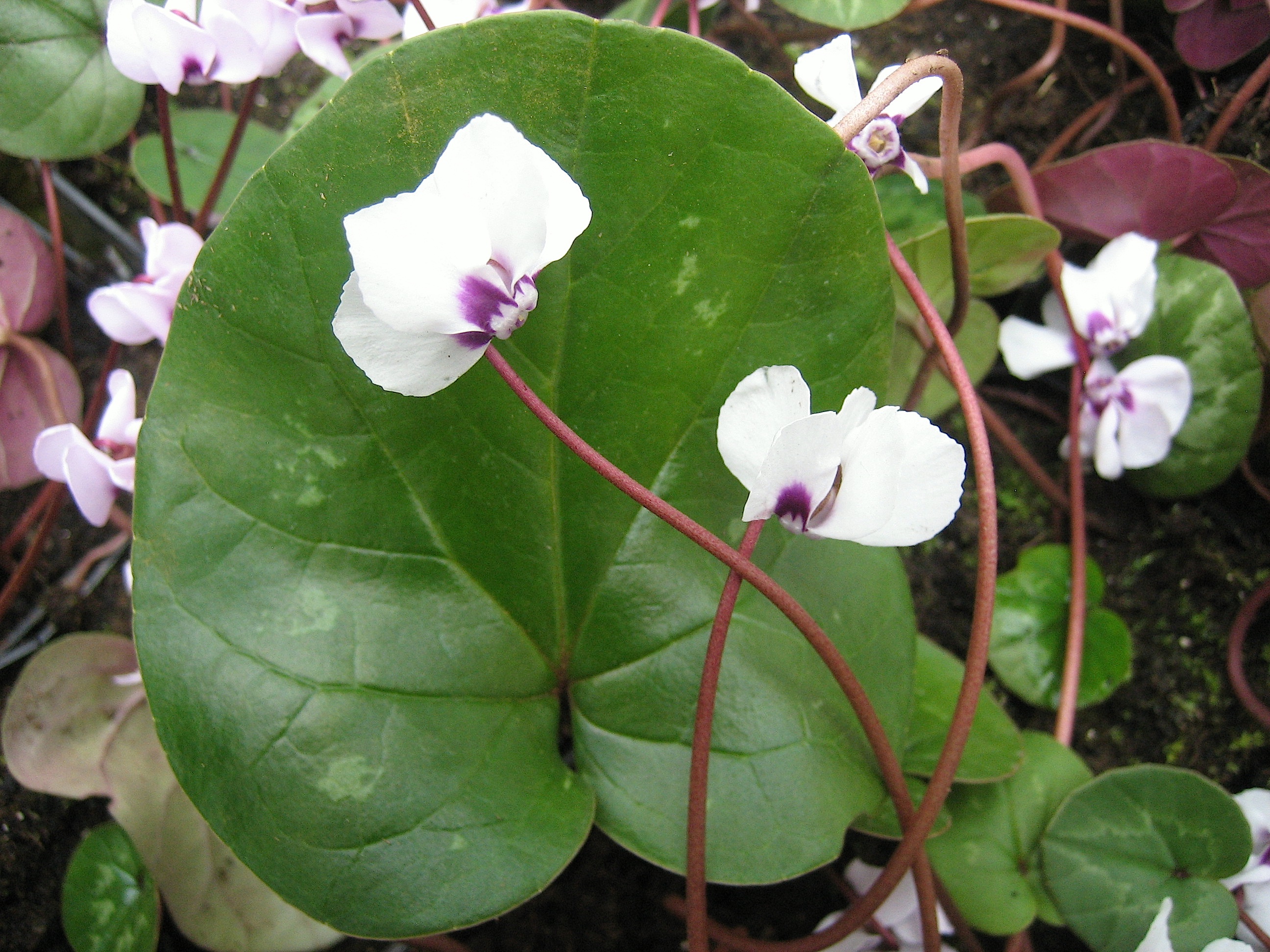Cyclamen  coum ´Album ` (i.9cmT.)