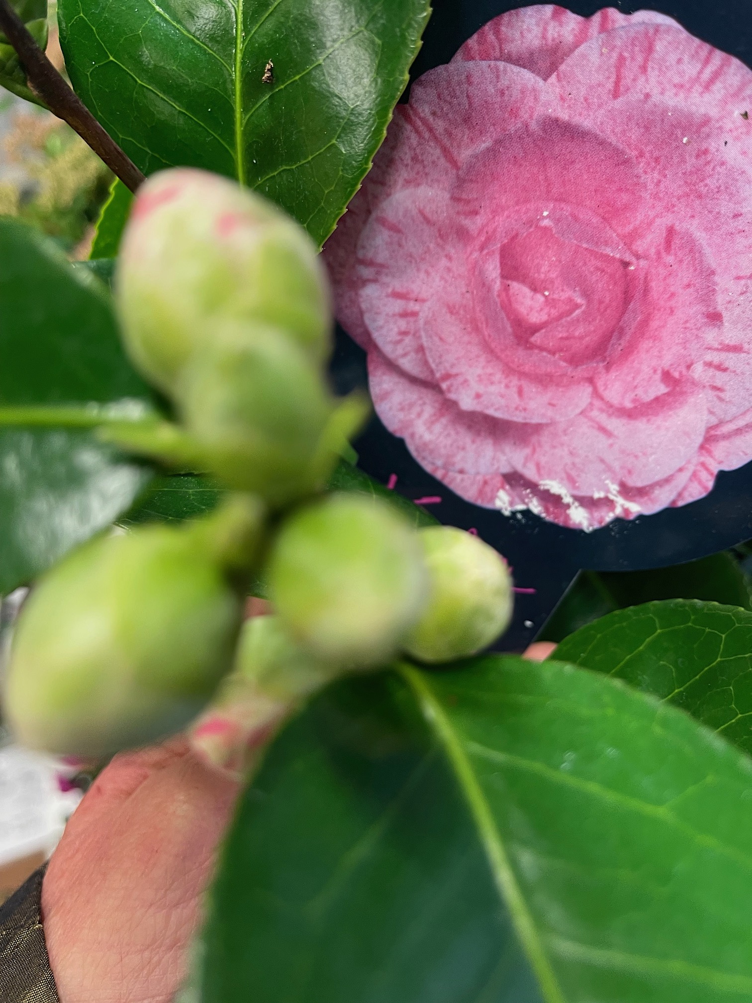 Camelia japonica „William Bartlett“ (i.18cmT.) jetzt 40 cm hoch
