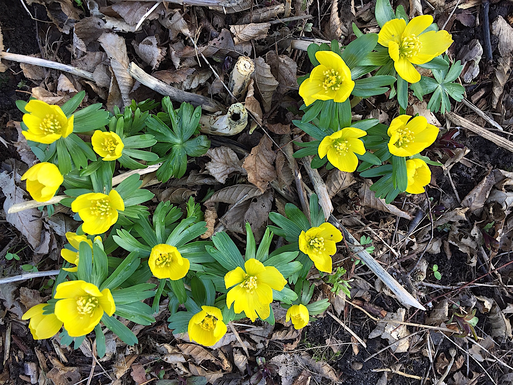 Eranthis hyemalis (i.9cmT.) Winterlinge
