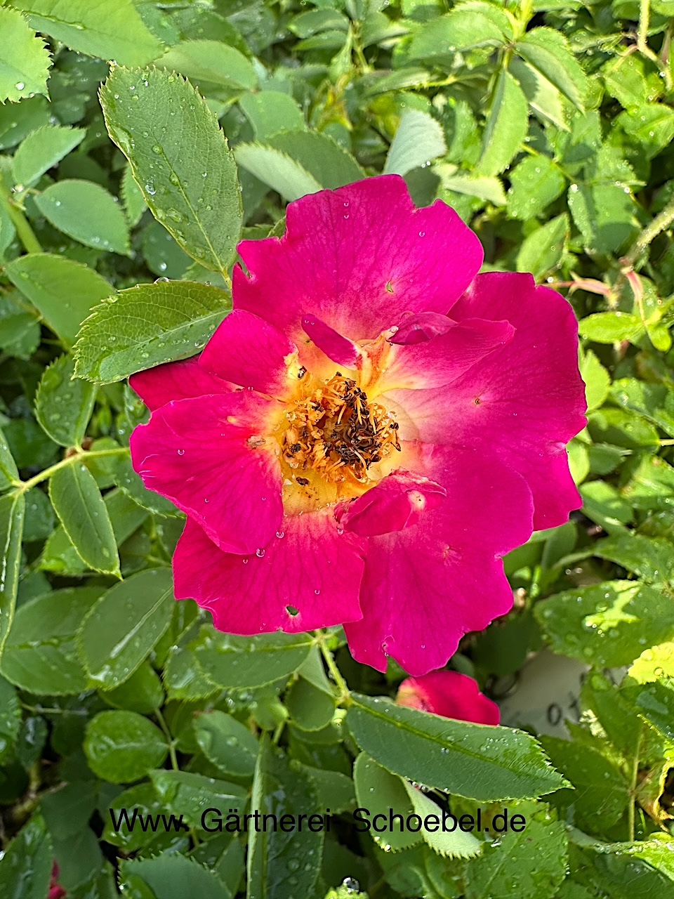 Rose Weg der Sinne® (i.1,5lT.), Duft - Bienen Rose-Nektar Garten