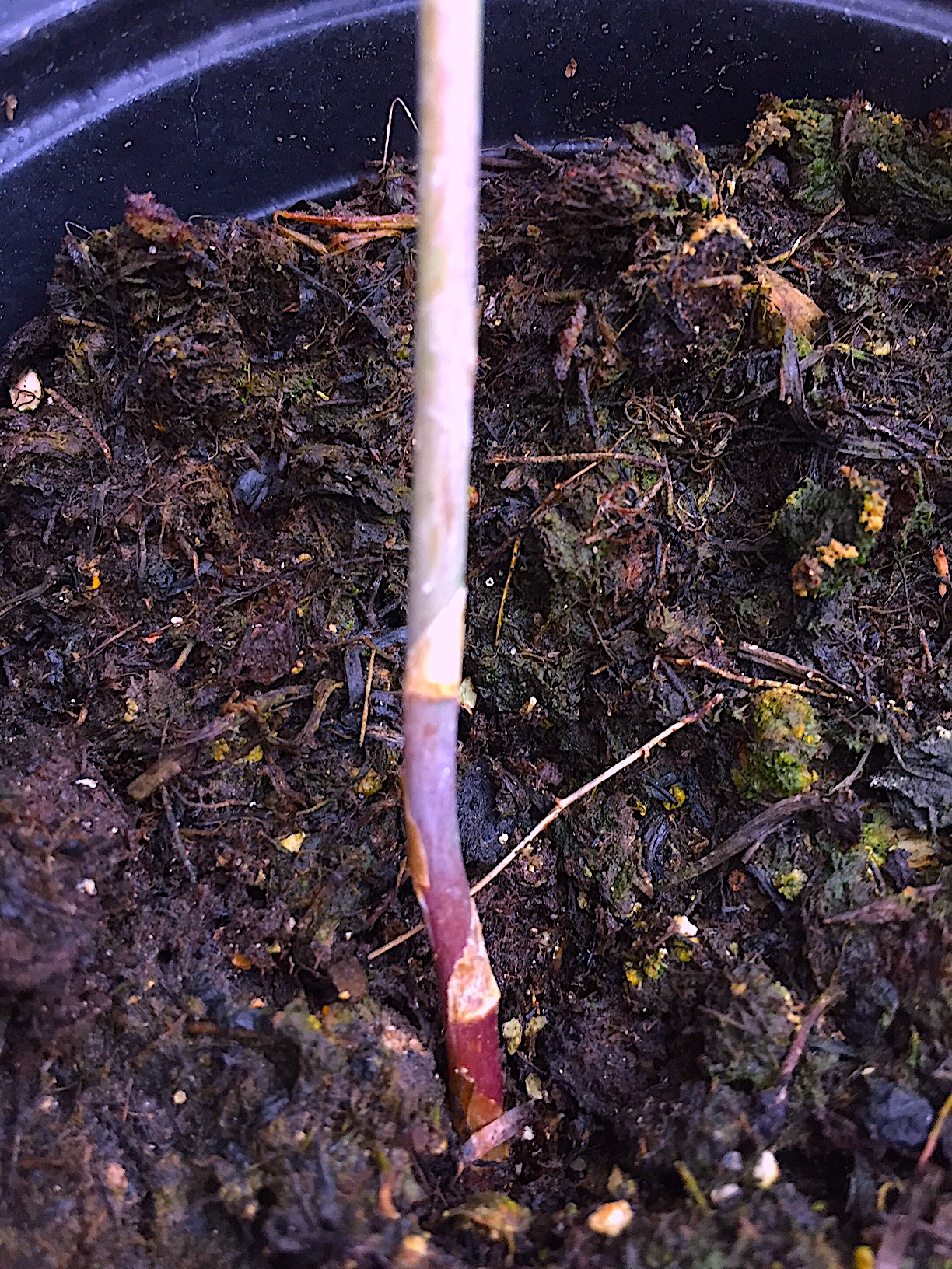 Asparagus officinalis „violett“ (i.11cmT.), Spargel violett- Gourmet