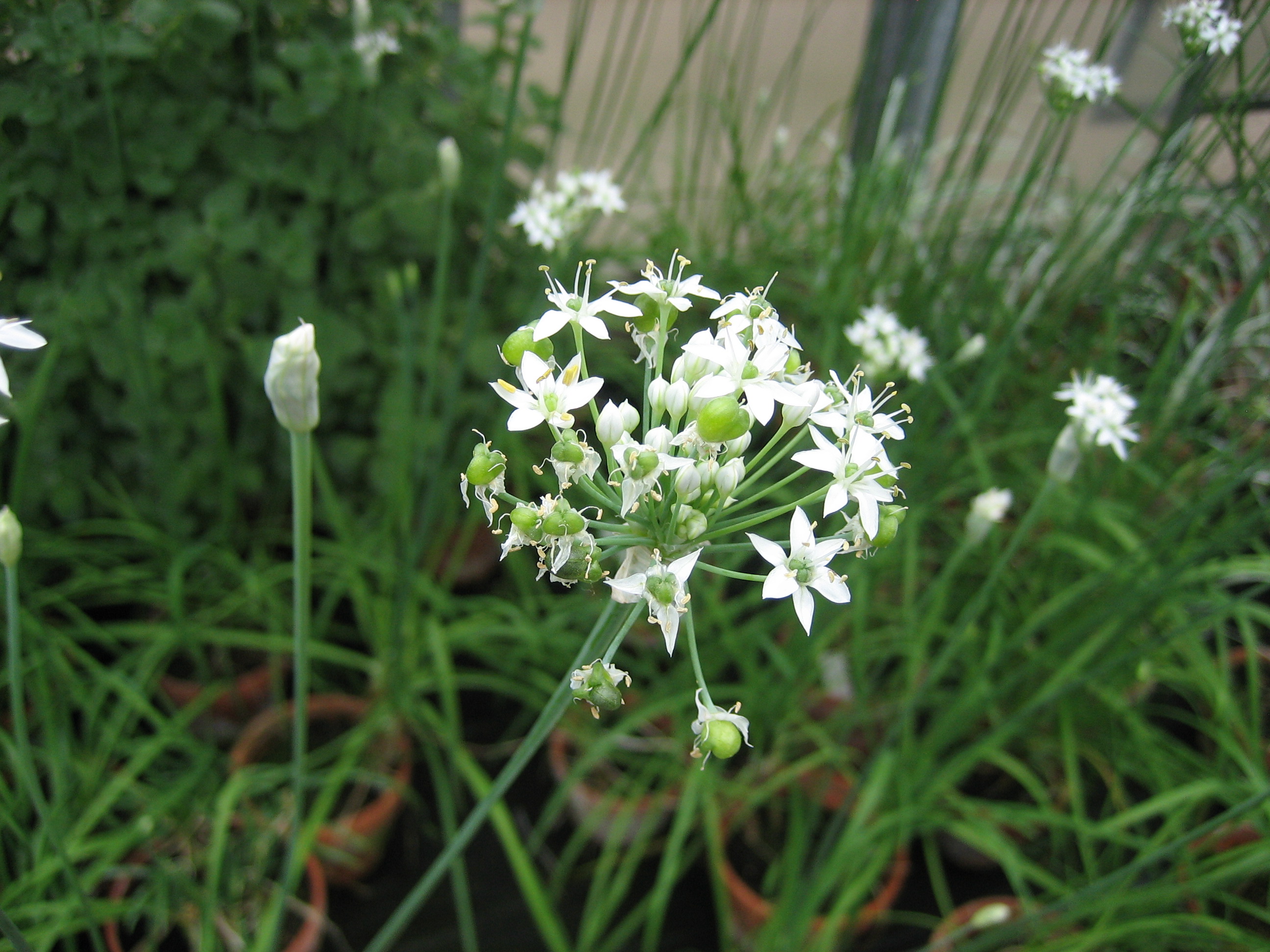 Allium tuberosum (i.9cm Topf) Schnittknoblauch